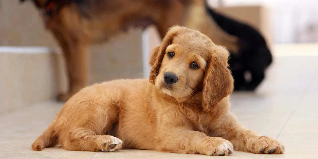 GEDDA do MPSC reforça obrigatoriedade de perícias em crimes envolvendo animais vítimas de maus-tratos