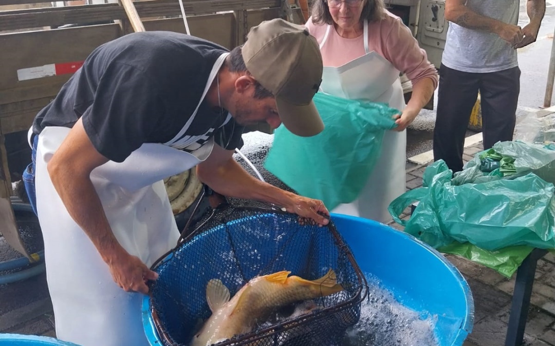 Tradicional Feira do Peixe Vivo começa a ser preparada em Lages