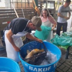 Tradicional Feira do Peixe Vivo começa a ser preparada em Lages